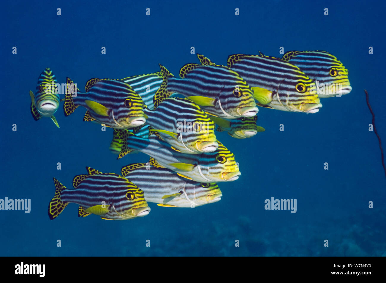 Sweetlips Oriental (Plectorhinchus vittatus) petit haut-fond, Maldives, océan Indien Banque D'Images