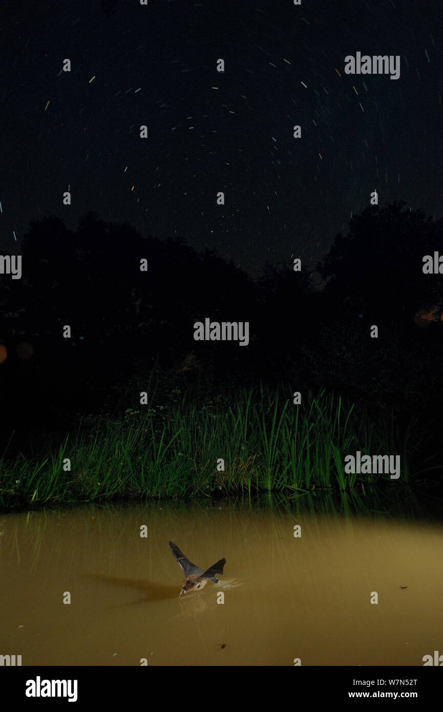 À vibrisses (Myotis mystacinus) à partir de l'eau potable en vol, avec des sentiers en ciel de nuit. France, Europe, août. Banque D'Images
