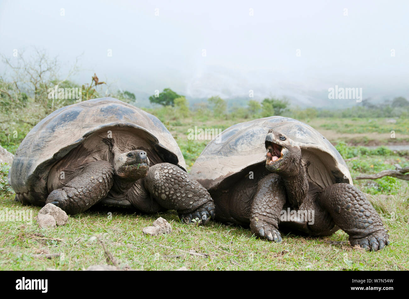 Volcan Alcedo tortues géantes (Chelonoidis nigra vandenburghi) paire, l'île Isabela, Galapagos Banque D'Images