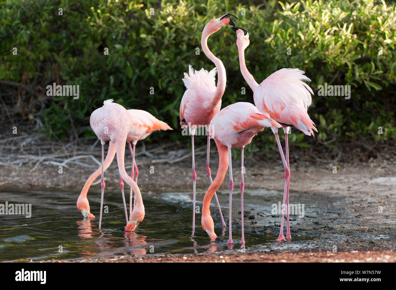 American flamingo (Phoenicopterus ruber) par l'eau. L'île de Floreana, Galapagos, Equateur, juin. Banque D'Images