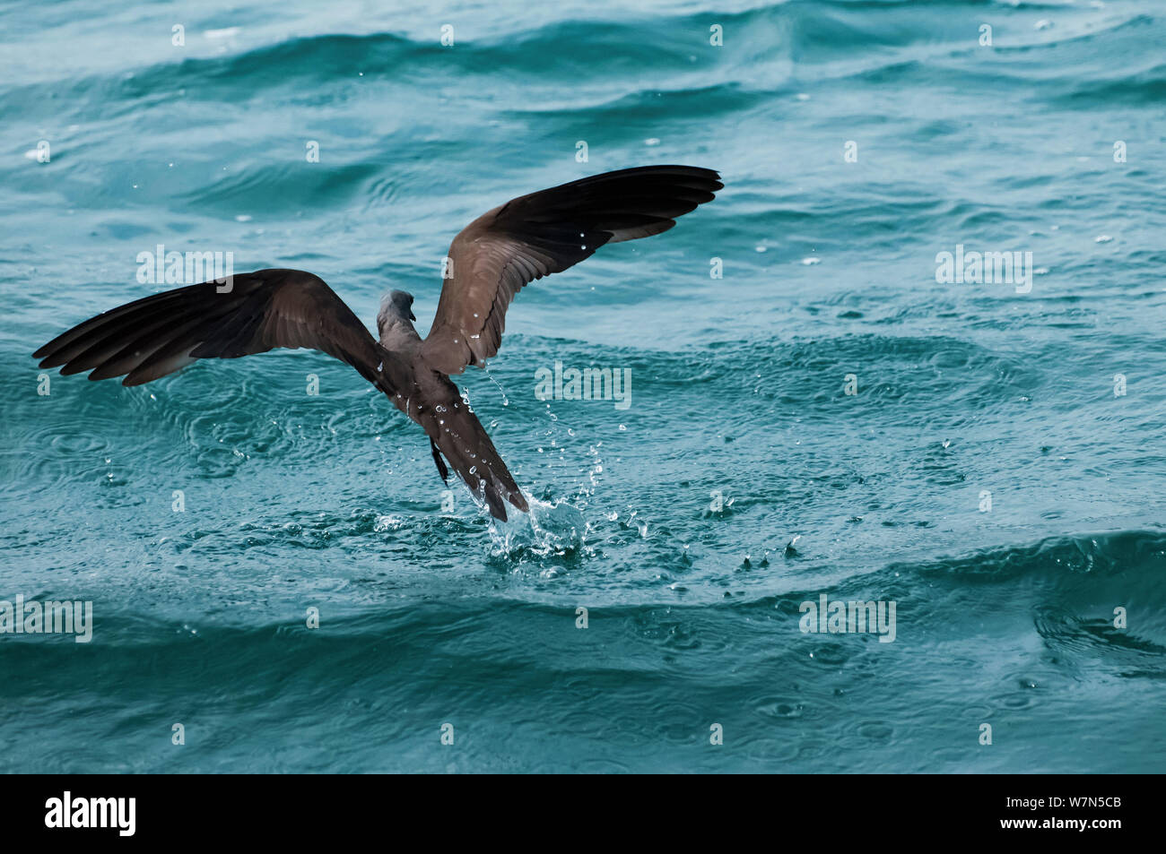 Brown / Common noddy (Anous stolidus) prendre son envol à partir de l'eau. L'île de Santa Cruz, Galapagos, juin. Banque D'Images