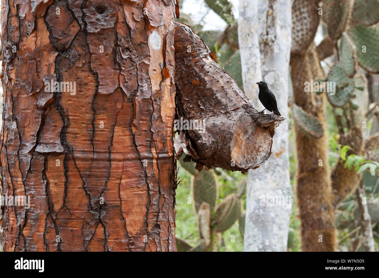 Finch (Geospiza scandens Cactus) entre les arbres. Academy Bay, île de Santa Cruz, Galapagos, Equateur, décembre. Banque D'Images