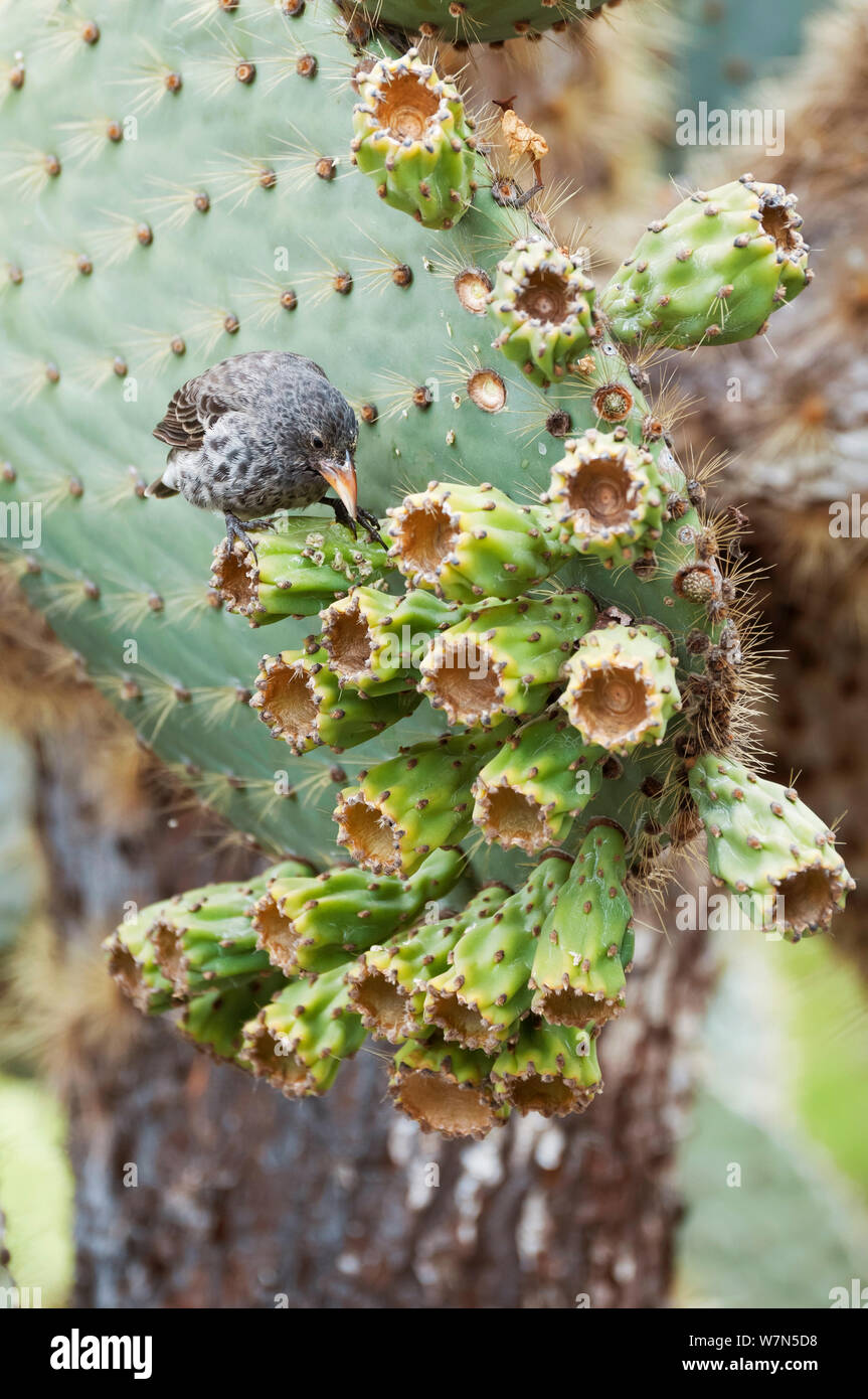 Cactus (Geospiza scandens) finch Academy Bay, île de Santa Cruz, Galapagos, Equateur, novembre. Banque D'Images