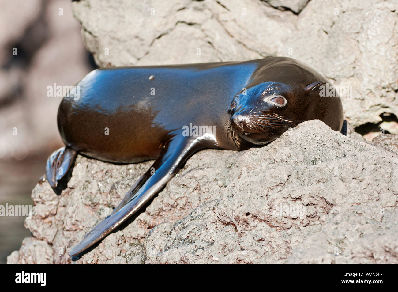 Les Galapagos (Arctocephalus galapagoensis) au soleil sur les rochers. L'île de Santiago, Galapagos, Equateur, juin. Banque D'Images