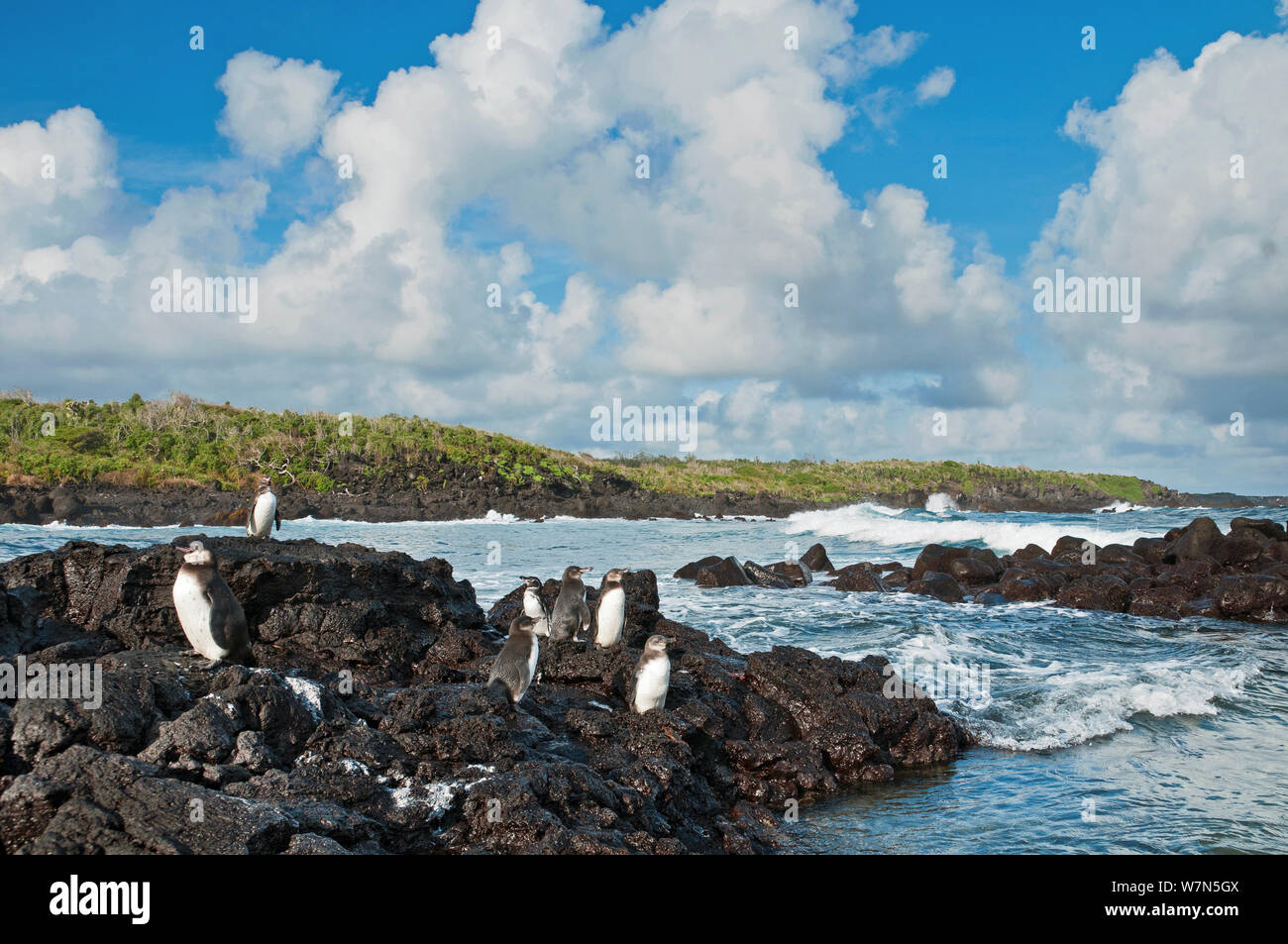 Les manchots des Galapagos (Spheniscus mandiculus) Comité permanent sur les roches volcaniques. En voie de disparition. L'île Isabela, Galapagos, Equateur, juin. Banque D'Images