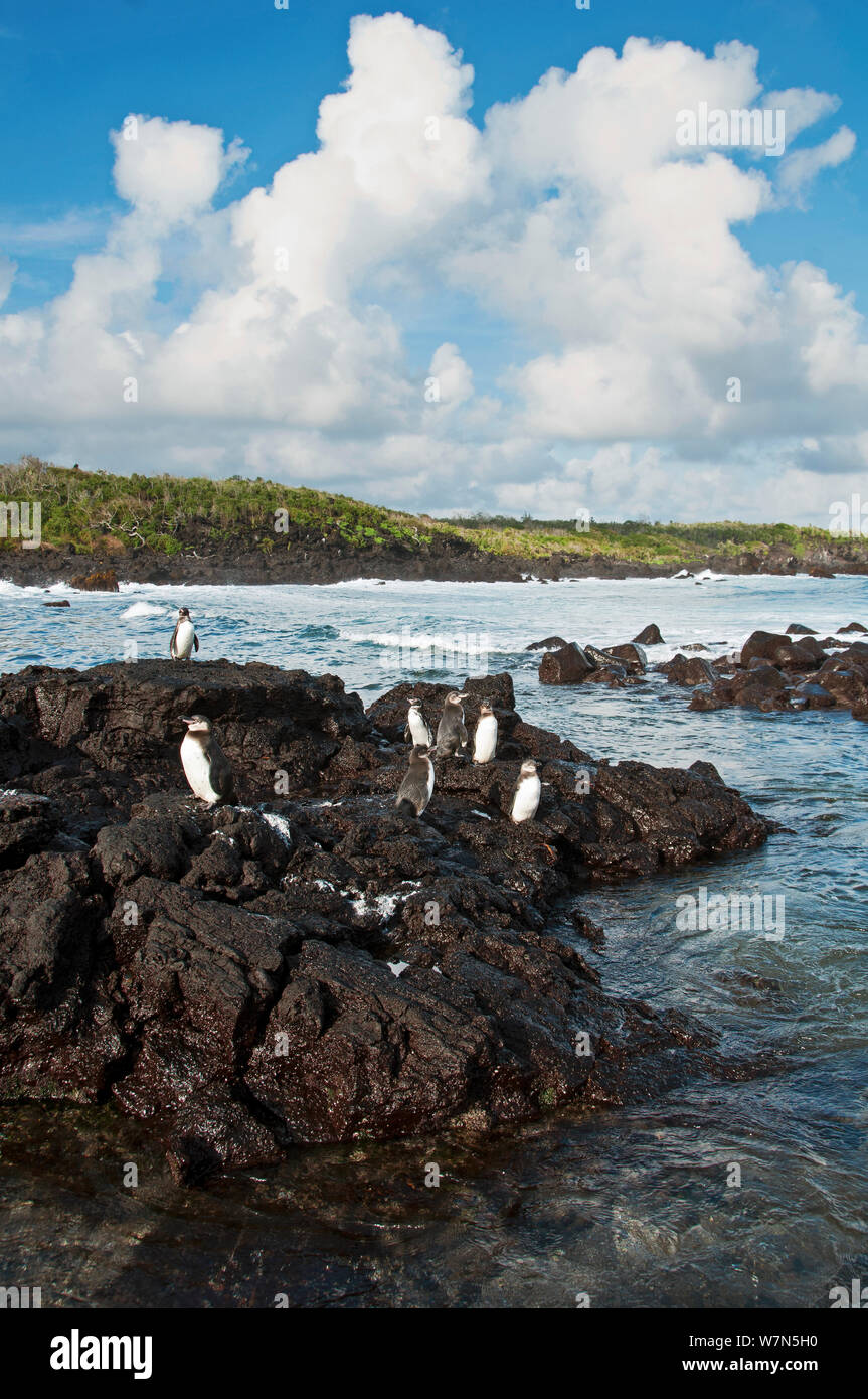 Les manchots des Galapagos (Spheniscus mandiculus) Comité permanent sur les roches volcaniques. En voie de disparition. L'île Isabela, Galapagos, Equateur, juin. Banque D'Images