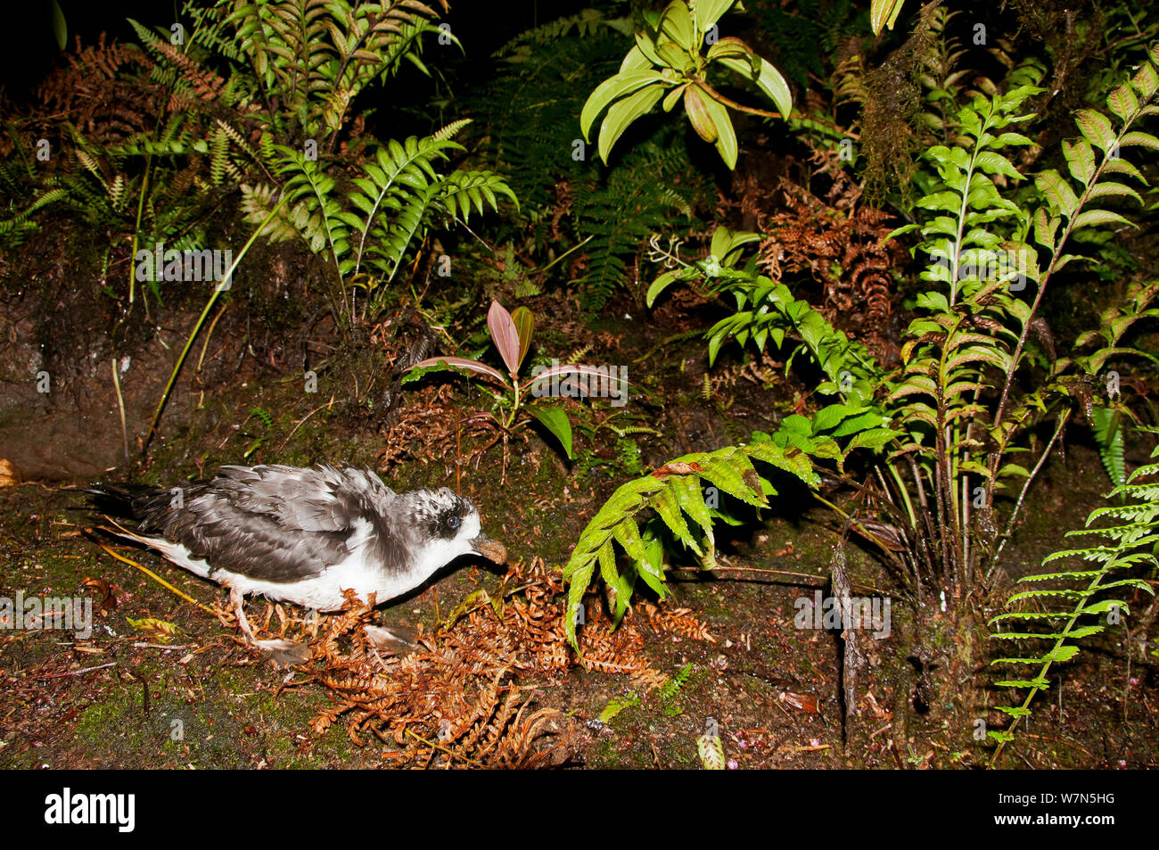 Petrel Pterodroma phaeopygia (Galapagos) en sous-bois. Critique d'extinction. Santa Cruz Highlands, îles Galapagos, Equateur, juin. Banque D'Images