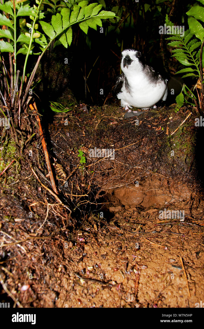 Petrel Pterodroma phaeopygia (Galapagos) au-dessus du trou de la nidification. Critique d'extinction. Santa Cruz Highlands, îles Galapagos, Equateur, juin. Banque D'Images