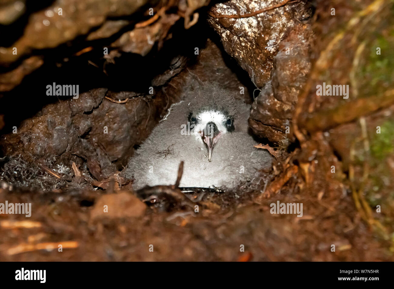 Petrel Pterodroma phaeopygia (Galapagos) nidification poussin dans le trou. Critique d'extinction. Santa Cruz Highlands, îles Galapagos, Equateur, juin. Banque D'Images