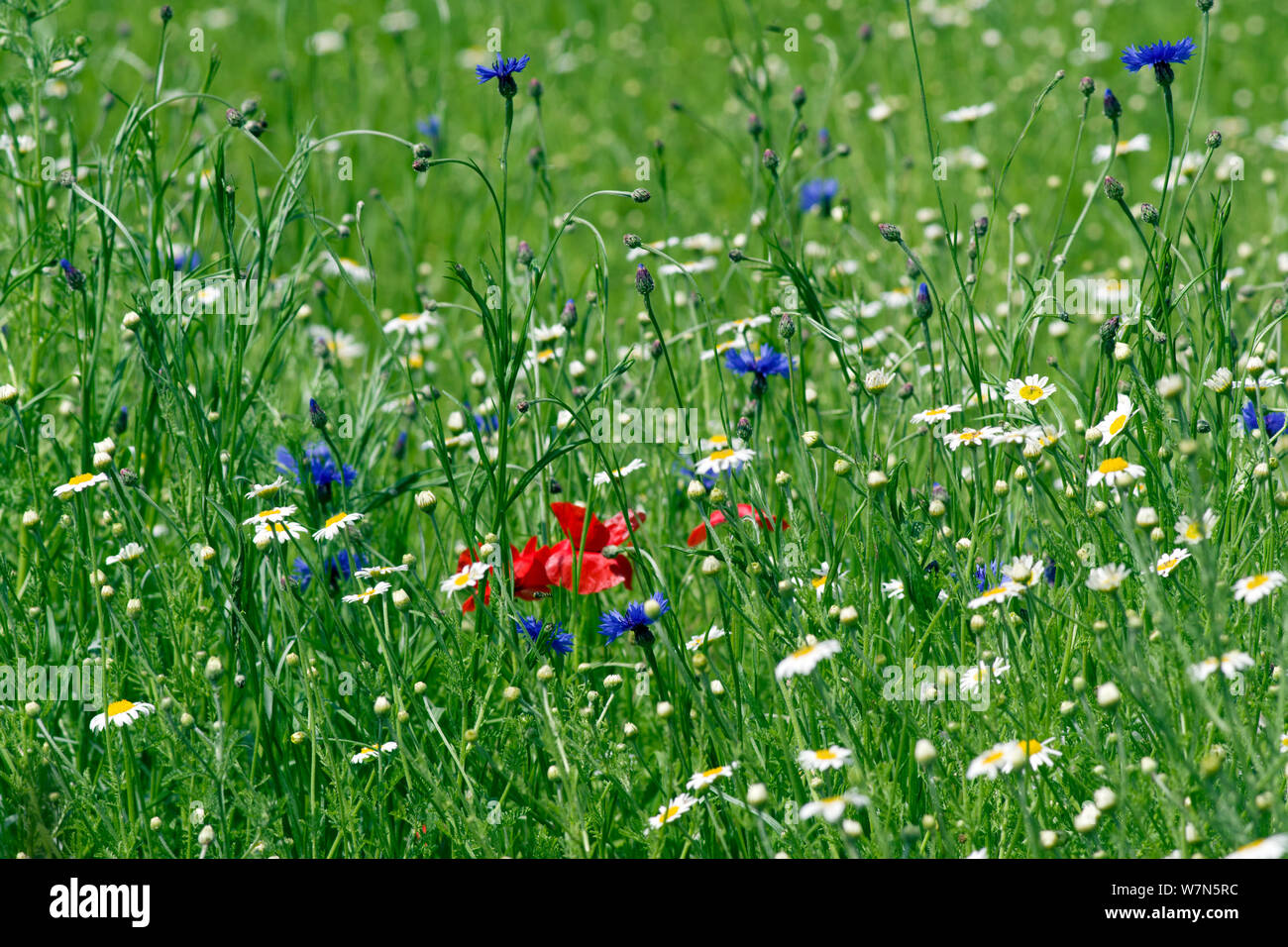 Wildflower meadow Banque D'Images