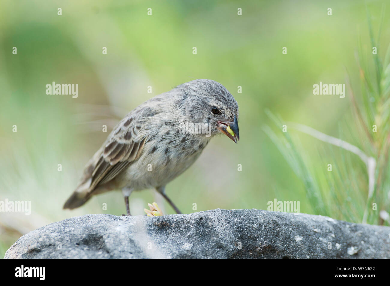 Petit terrain finch (Geospiza fuliginosa) avec la semence en bec. L'île de Santa Cruz, Galapagos, juin. Banque D'Images