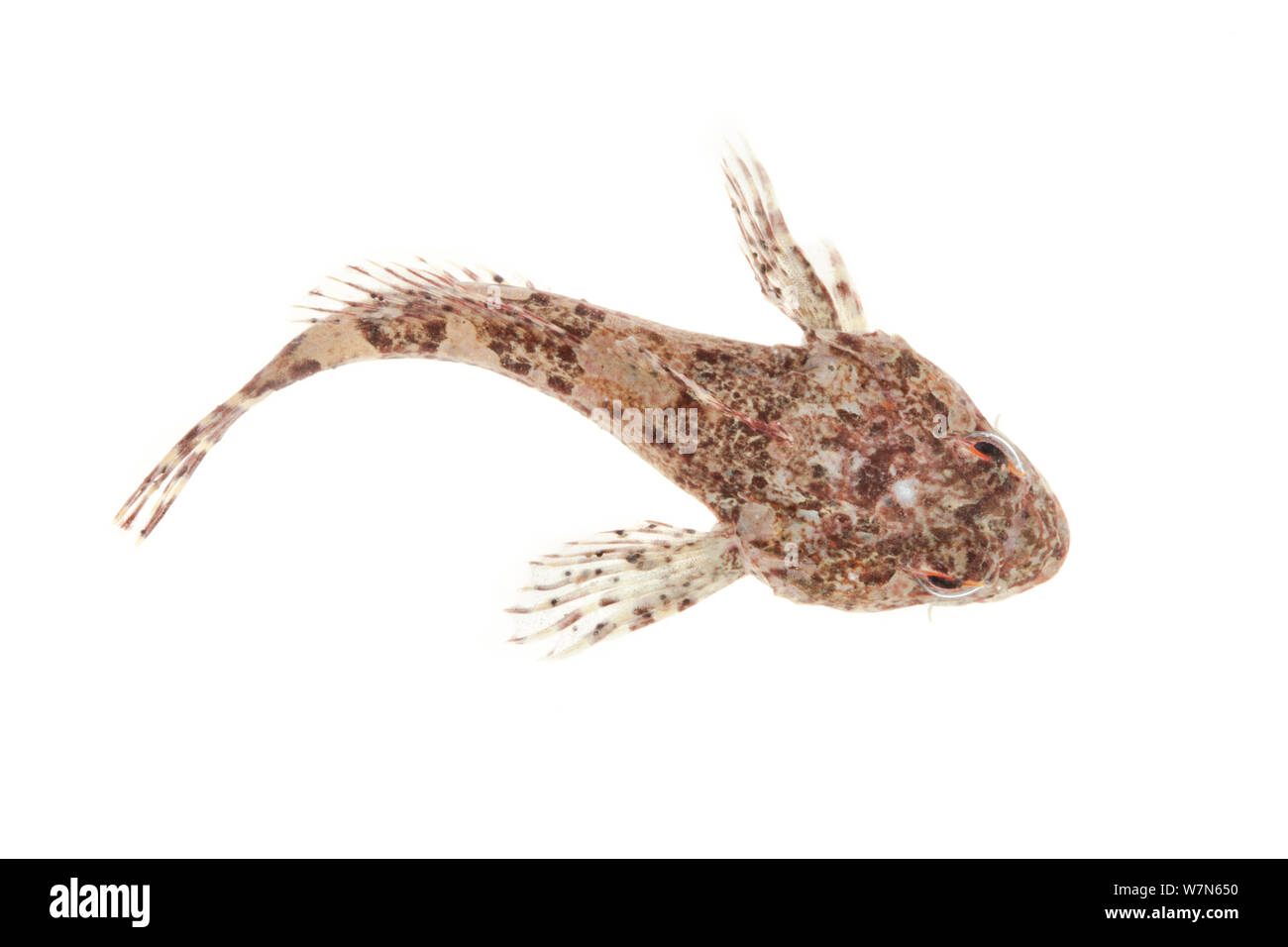 Scorpion de mer / Bullfish (Taurulus bubalis) contre l'arrière-plan blanc. À partir de l'île de Skye, Hébrides intérieures, Ecosse, Royaume-Uni. Banque D'Images