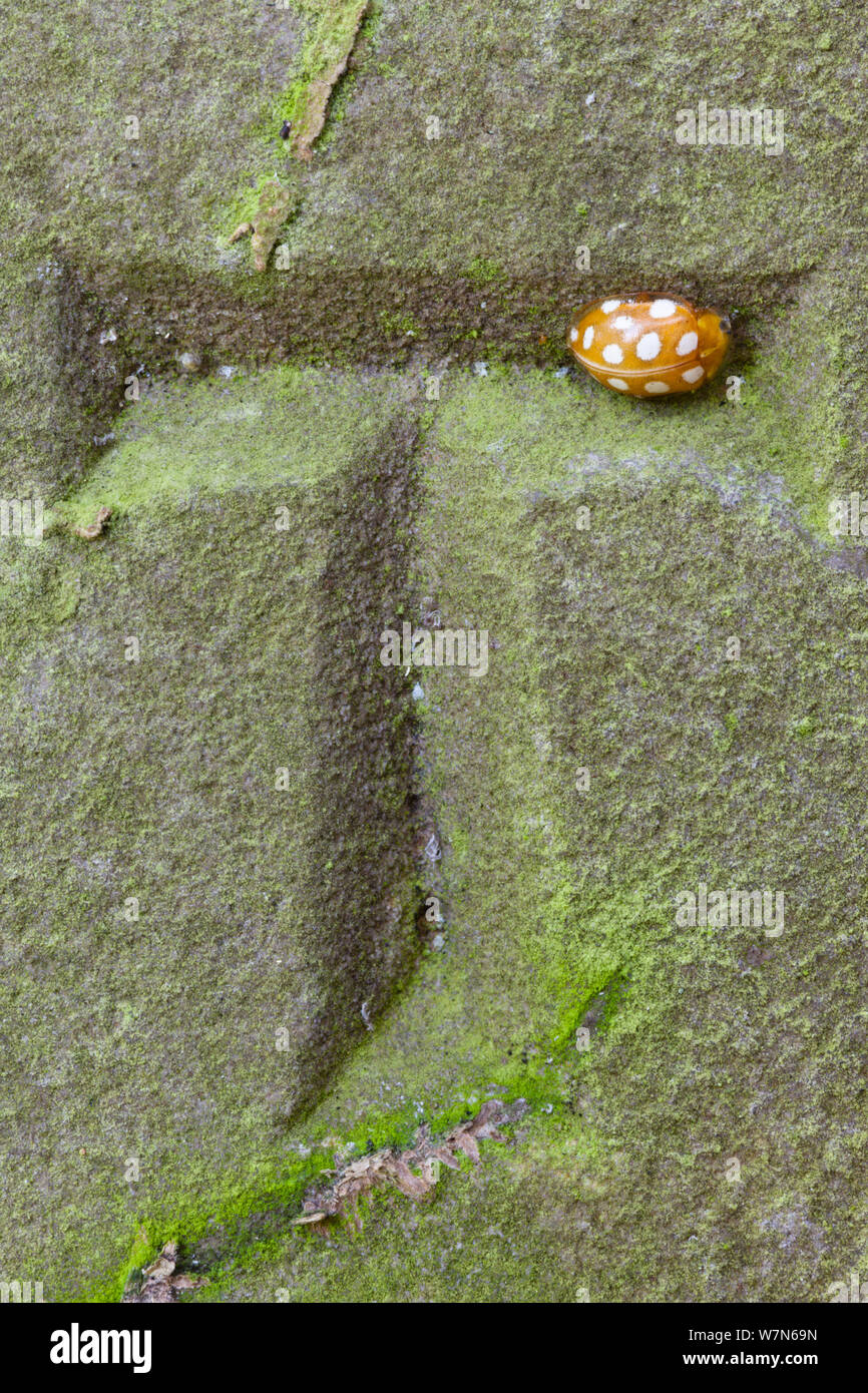 16 Orange-Spot Ladybird (Halyzia sedecimguttata / 16-guttata) hivernant dans le renfoncement du lettre sculpté sur une pierre tombale. Parc national de Peak District, Derbyshire, Royaume-Uni, mars 2012. Banque D'Images