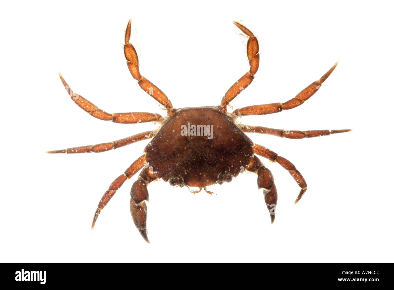 (Crabe Carcinus maenas) sur fond blanc. À partir de l'île de Skye, Hébrides intérieures, Ecosse, Royaume-Uni. Banque D'Images