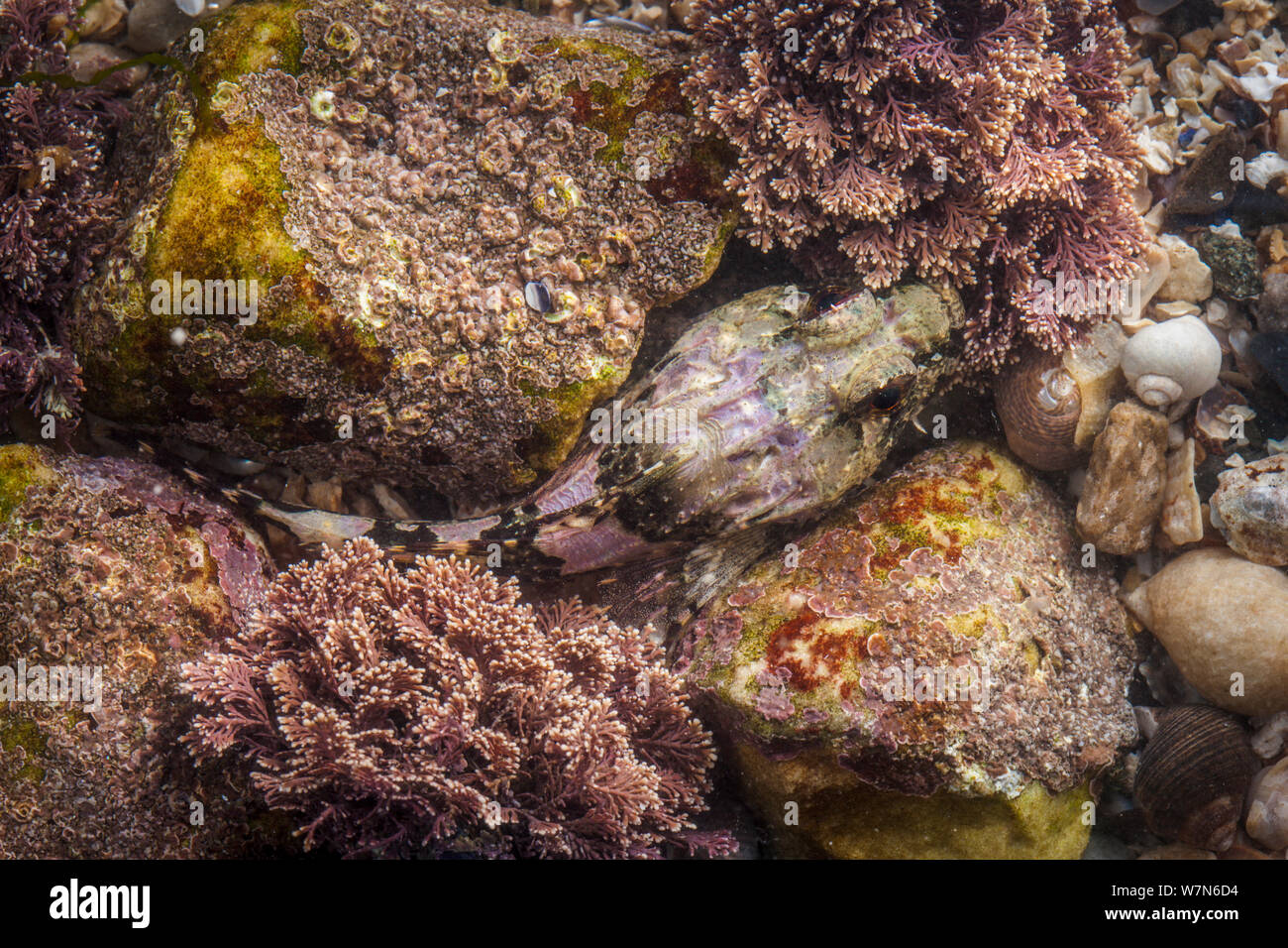 Scorpion de mer / Bullfish (Taurulus bubalis) se cachant dans crevasses. Île de Skye, Hébrides intérieures, Écosse, Royaume-Uni, mars. Banque D'Images