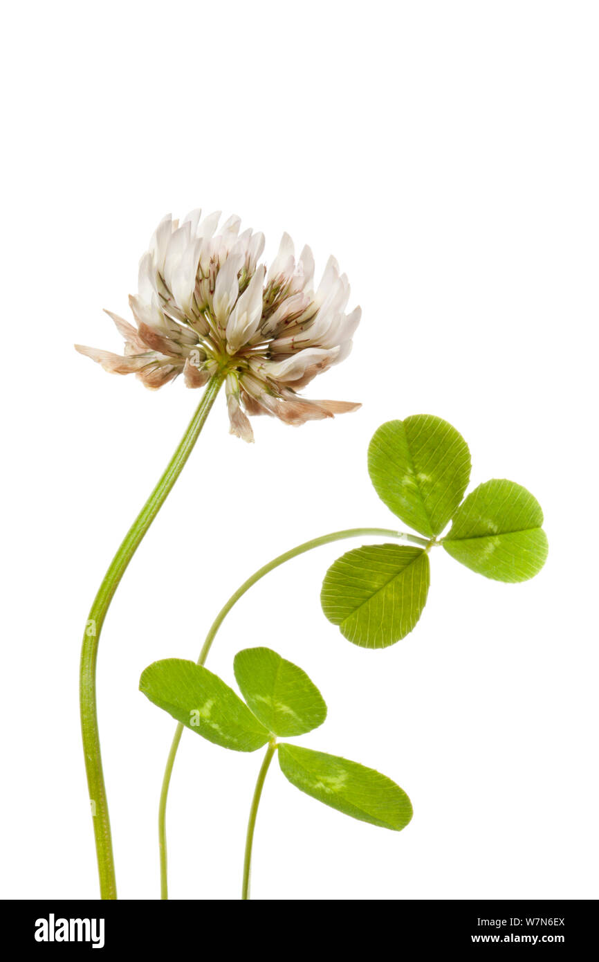 Le trèfle blanc (Trifolium repens) sur un fond blanc. Peak District National Park, Royaume-Uni. Septembre. Banque D'Images