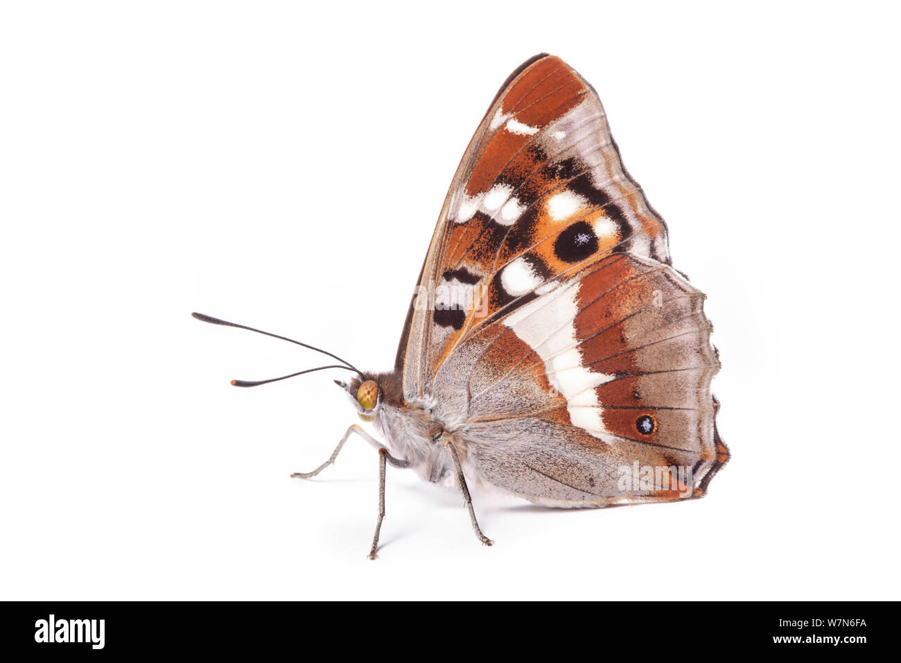 Papillon VIOLET EMPEREUR (Apatura iris) au repos des hommes avec des ailes fermées contre fond blanc. Captive, UK. Banque D'Images
