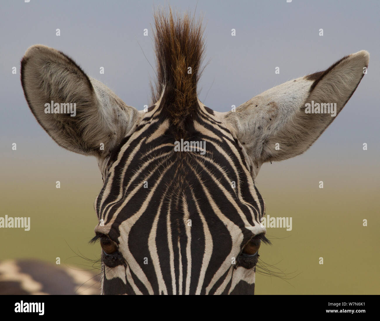 Zèbre (Equus quagga) subventions boehmi) haut tête portrait avec les oreilles et les cheveux, le cratère du Ngorongoro, en Tanzanie Banque D'Images