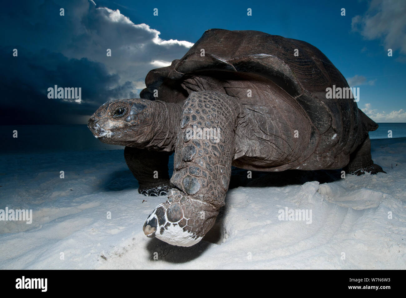 Tortue géante d'Aldabra (Geochelone gigantea) sur la plage au crépuscule, l'Atoll d'Aldabra, Seychelles, océan Indien Banque D'Images