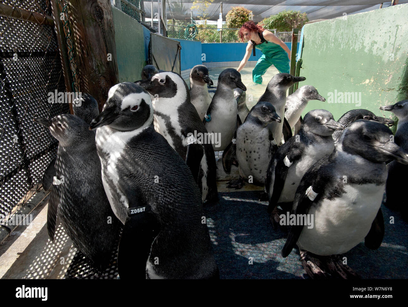 Putois manchots du Cap (Spheniscus demersus) dans un stylo, une partie de la réhabilitation à la Southern Fondation africaine pour la conservation des oiseaux côtiers (SANCCOB), Cape Town, Afrique du Sud 2011 Banque D'Images