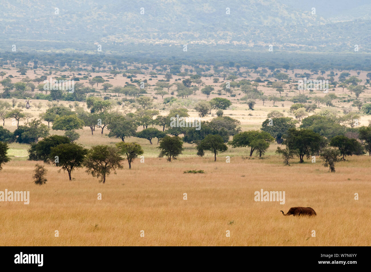 L'éléphant africain (Loxodonta africana) dans les prairies du parc national de Kidepo, Ouganda, Afrique de l'Est Banque D'Images