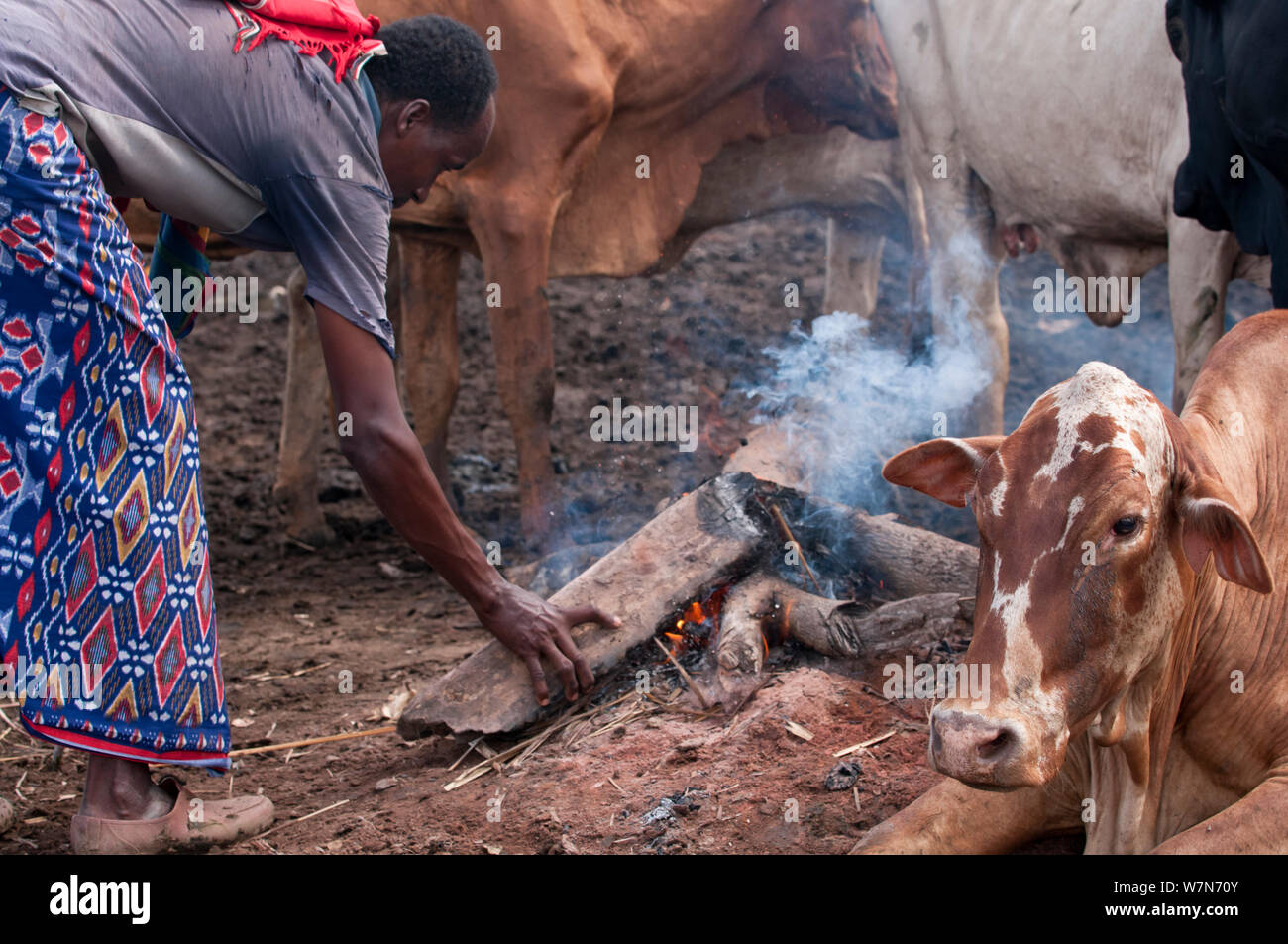 Village d'Orma, tribu de pasteurs femme va tenir le feu comme la fumée conserve les mouches et les moustiques des bétail, delta du fleuve Tana, au Kenya, Afrique de l'Est 2010 Banque D'Images