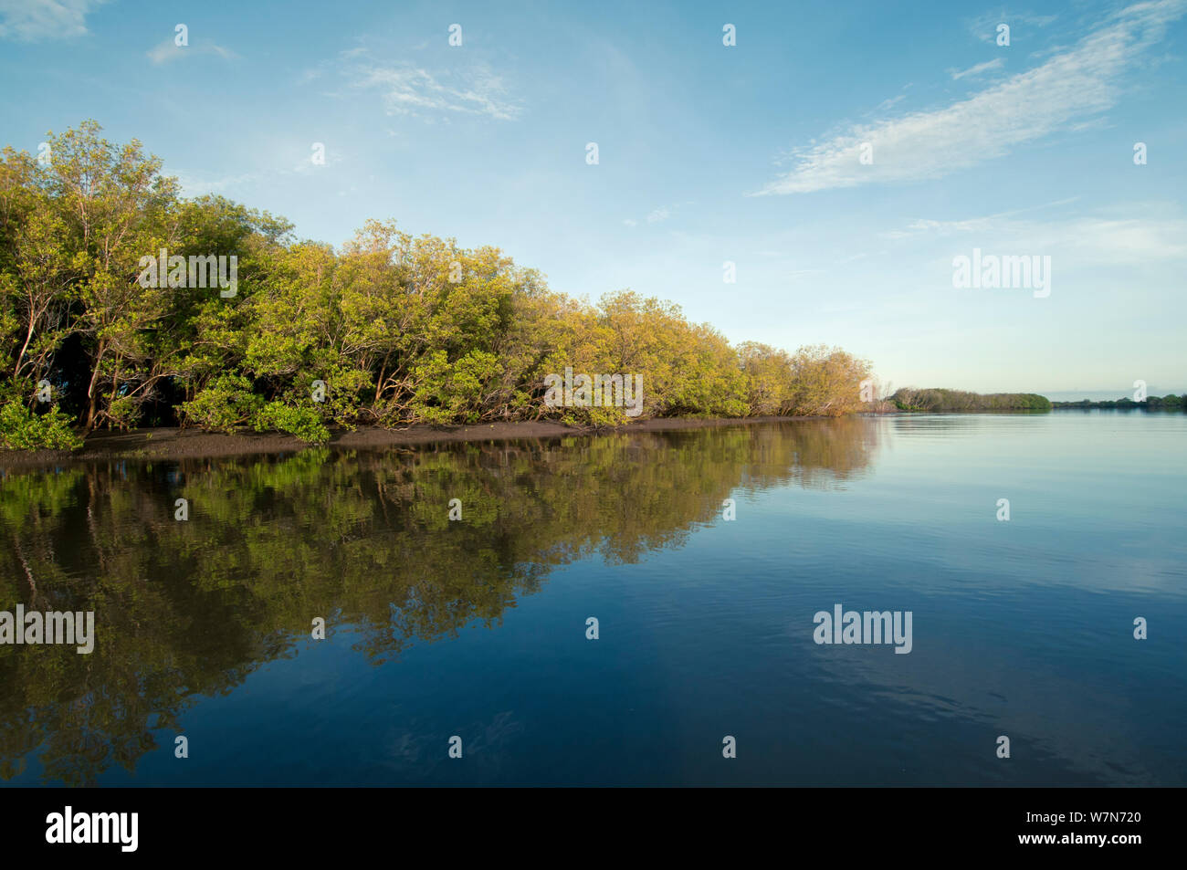 Les mangroves (Sonneratia alba) le long du delta du fleuve Tana, au Kenya, Afrique de l'Est Banque D'Images