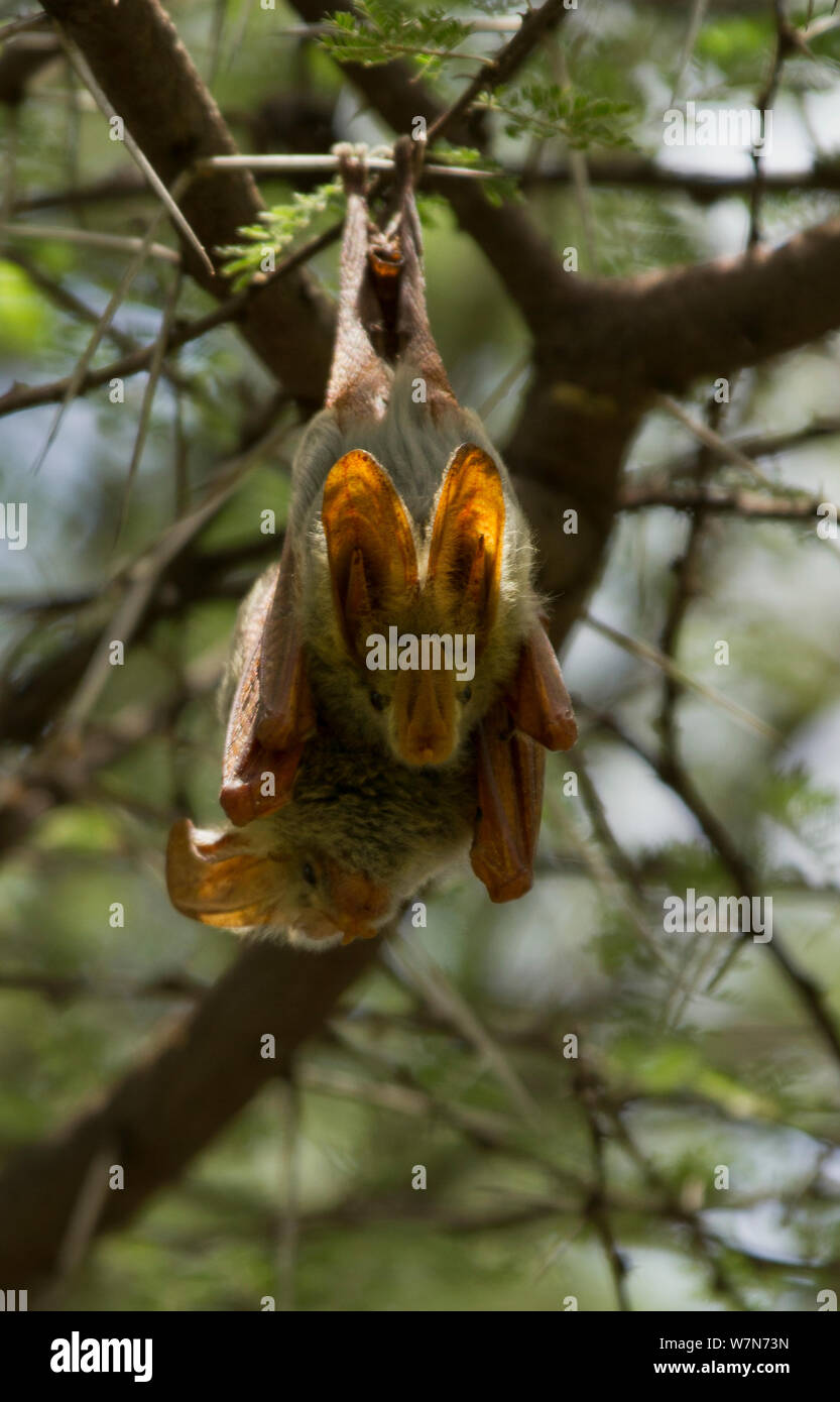 Yellow-winged Bat Le Lavia frons (adultes) se reposant dans l'arbre avec sa jeune sur l'arrière-plan. Parc national de Tarangire, Tanzanie Banque D'Images