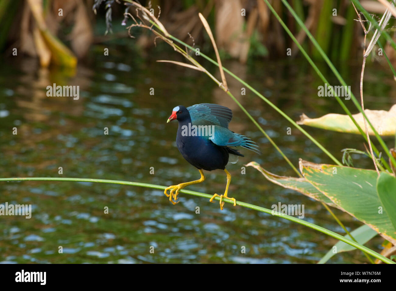 Purple Gallinule (Porphyrula martinica) en équilibre sur la tige, le Parc National des Everglades, en Floride, USA, Mai Banque D'Images