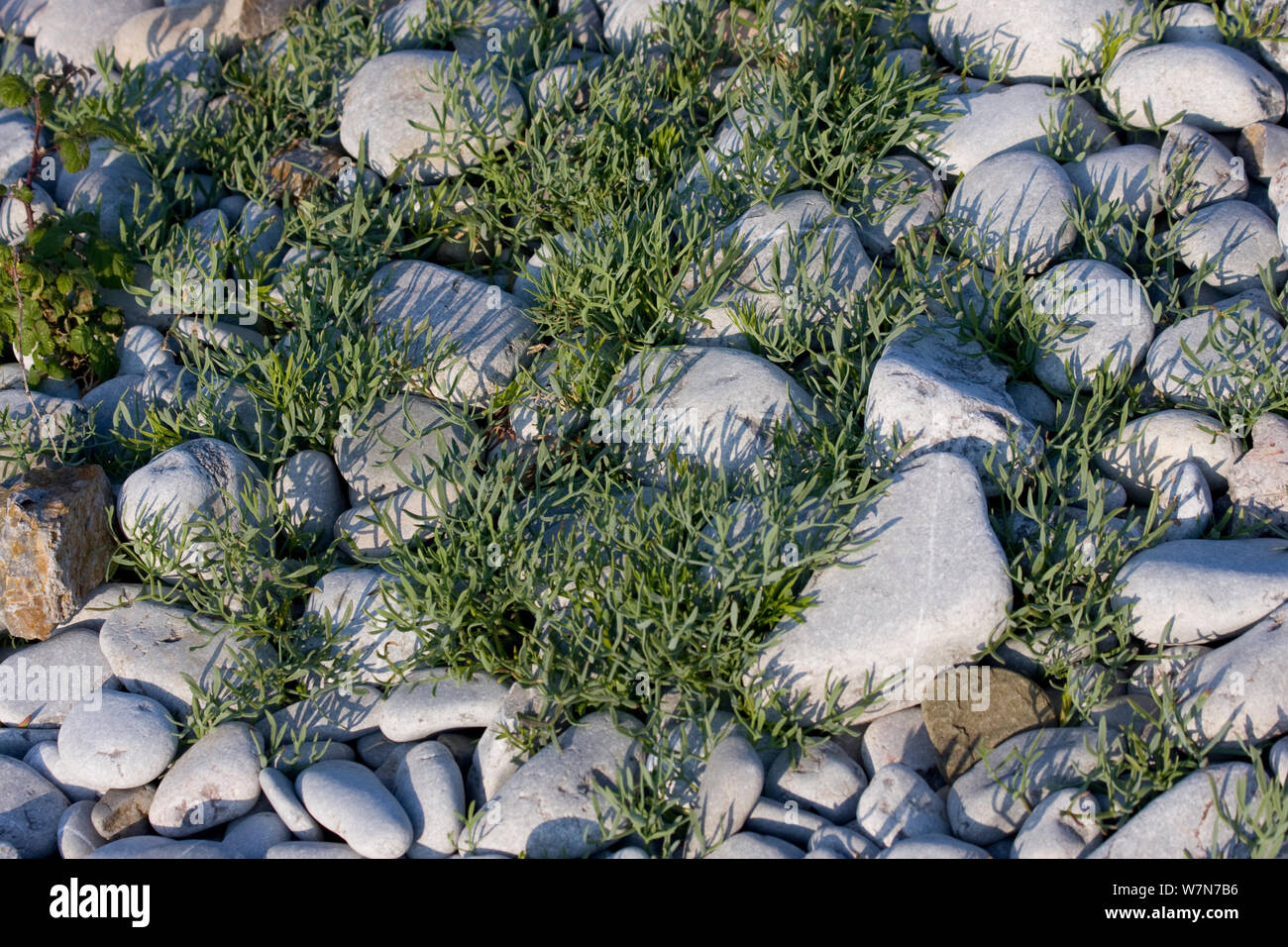 Arroches (Atriplex sp) croissant entre les cailloux sur une plage de galets, tempête Pwll Du Gower, Pays de Galles, Royaume-Uni, juin Banque D'Images