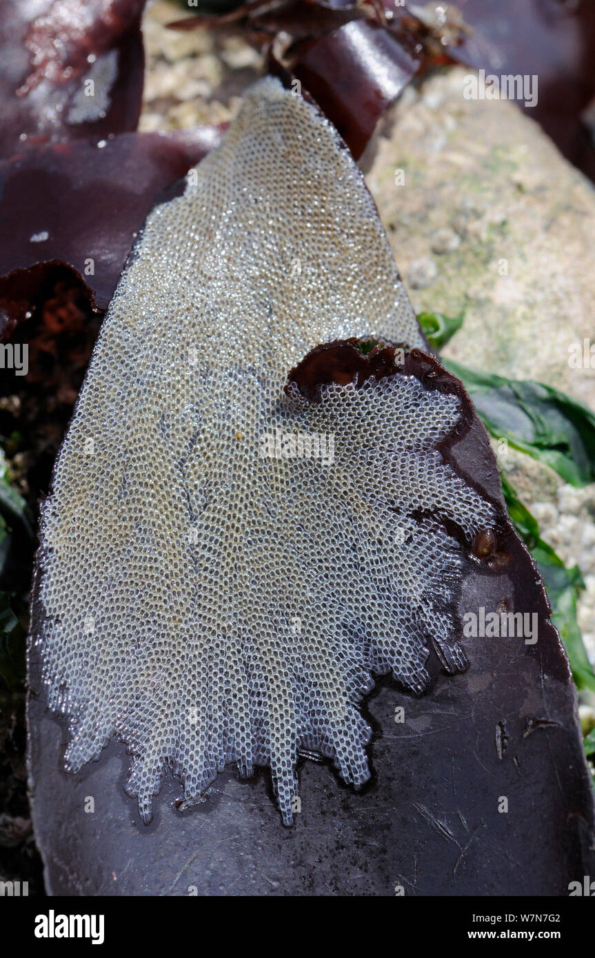 La mer glaciale (mat Electra pilosa) colonie de bryozoaires croissant sur des frondes de dulse (Palmaria palmata) algue rouge exposés sur une marée basse. Rhossili, la péninsule de Gower, au Royaume-Uni, en juillet. Banque D'Images