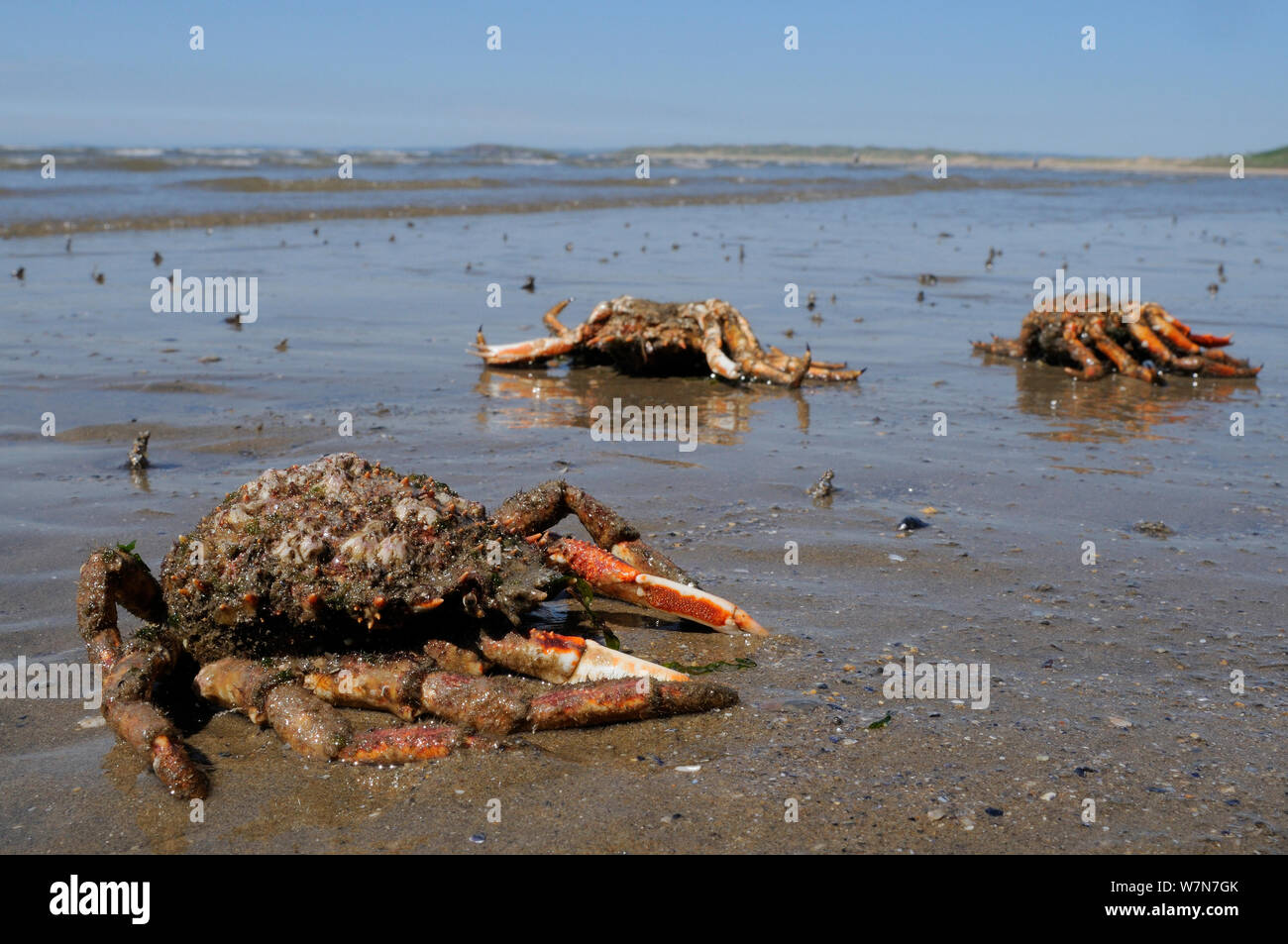 Carapaces de muer et les pattes des araignées de mer commun / araignées de mer épineux (Maja brachydactyla Maja squinado) / échoués sur une plage de sable. Rhossili Bay, la péninsule de Gower, au Royaume-Uni, en juillet. Banque D'Images