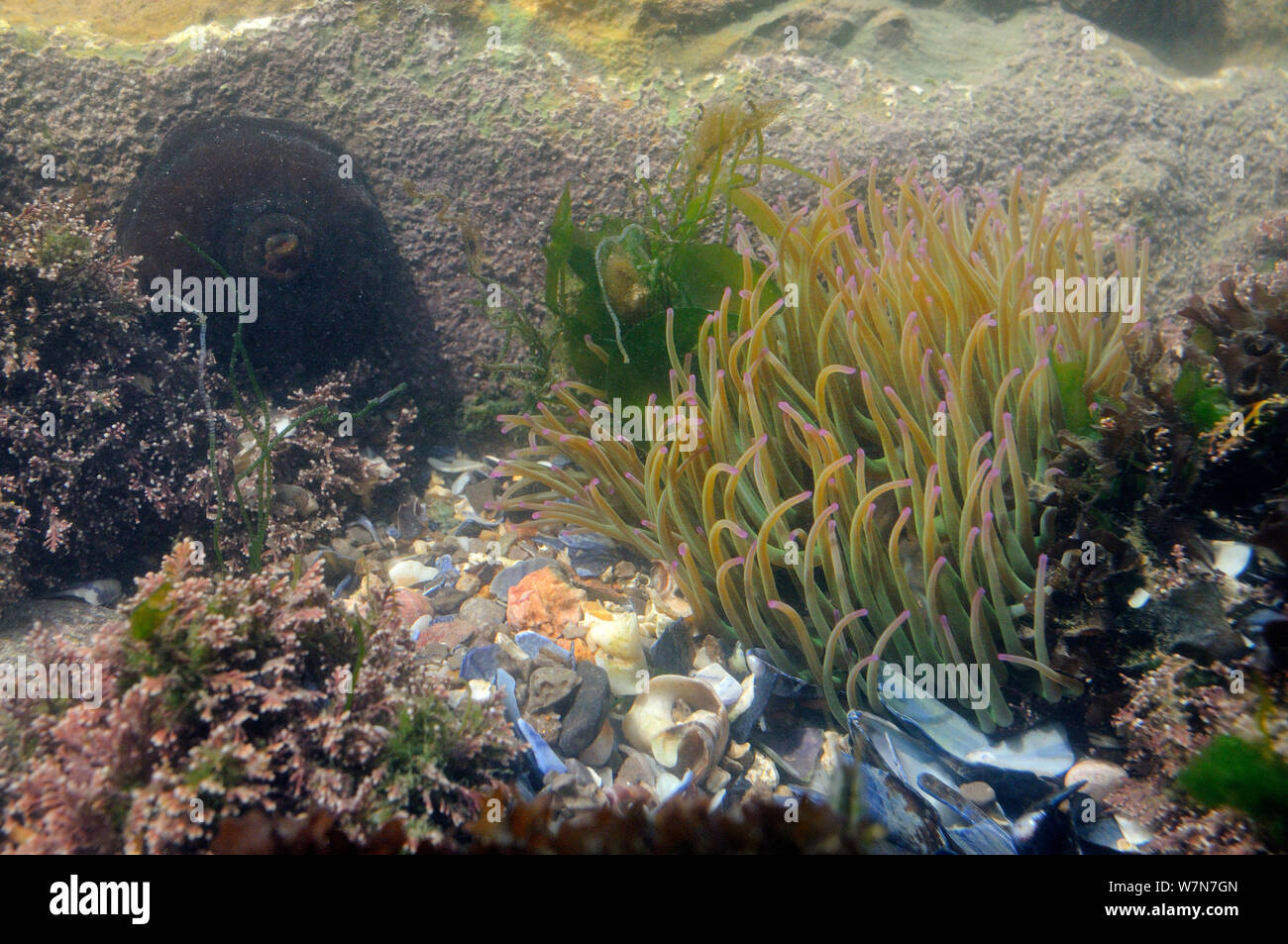 L'anémone Anemonia viridis (Snakelocks) l'alimentation par filtration un rockpool, avec Beadlet fermé (anémone Actinia equina) dans l'arrière-plan. Rhossili, la péninsule de Gower, juillet. Banque D'Images