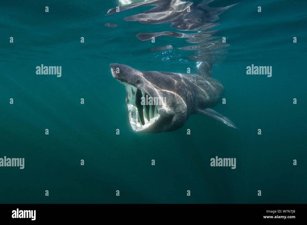 Requin pèlerin (Cetorhinus maximus) se nourrir près de la surface de plancton, Cairns, de Coll, Hébrides intérieures, Écosse, Royaume-Uni, juin. Banque D'Images