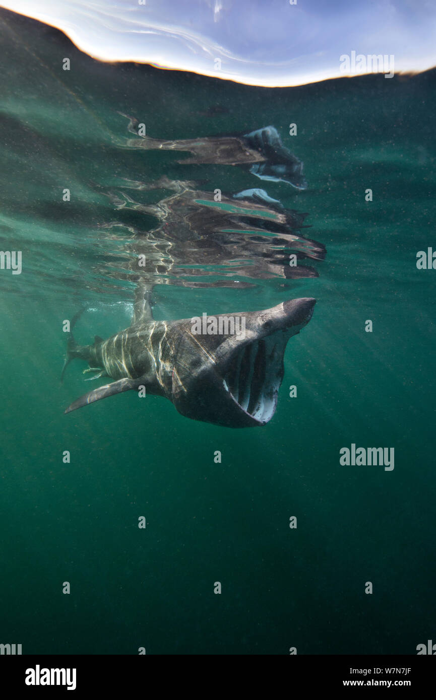 Requin pèlerin (Cetorhinus maximus) l'alimentation par filtration des eaux riches en plancton autour de l'île de Coll, Hébrides intérieures, Ecosse, juin. Banque D'Images