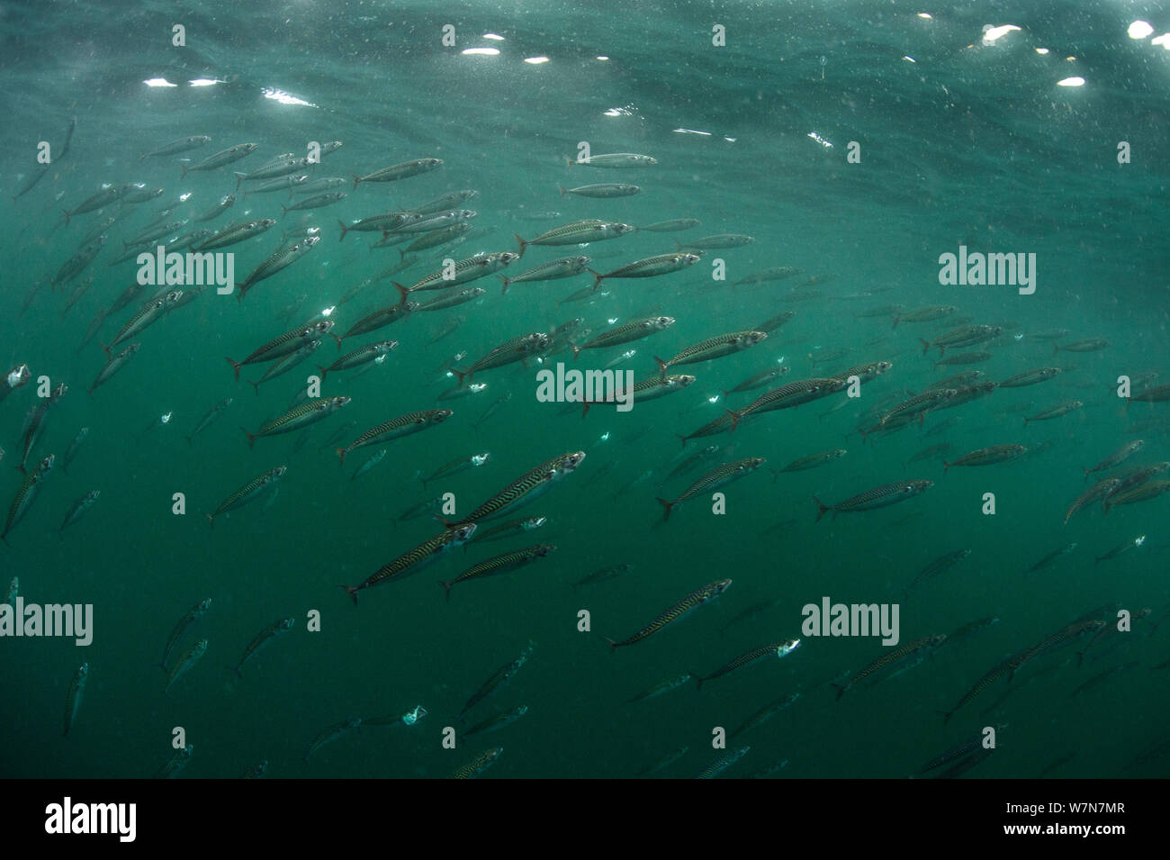 L'école du maquereau bleu (Scomber scombrus) à la surface, il se nourrit de zooplancton, de l'île de Coll, Hébrides intérieures, Écosse, Royaume-Uni, juin. Banque D'Images