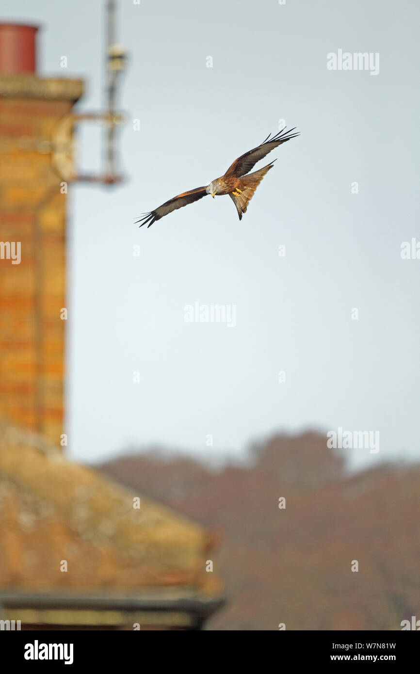 Le milan royal (Milvus milvus) survolant les toits, Oxfordshire, Angleterre, Royaume-Uni, février Banque D'Images