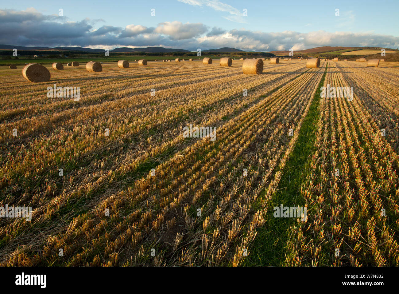 Bottes de paille d'orge dans le champ après la récolte, Inverness-shire, Scotland, UK, octobre Banque D'Images
