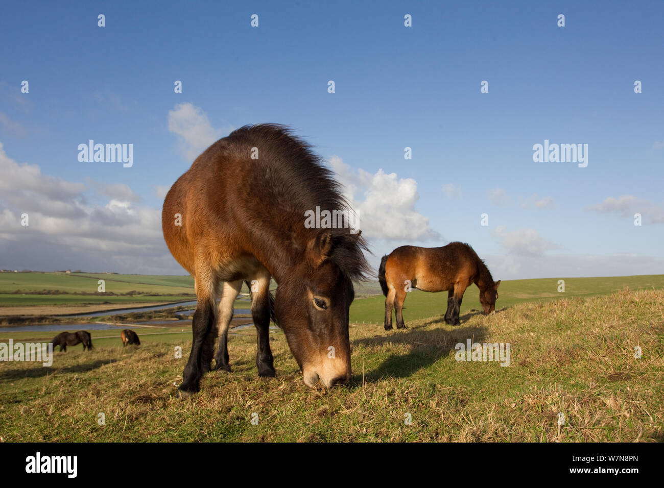 Poneys Exmoor (Equus caballus) le pâturage de Seven Sisters Country Park, South Downs, Angleterre, novembre. Banque D'Images