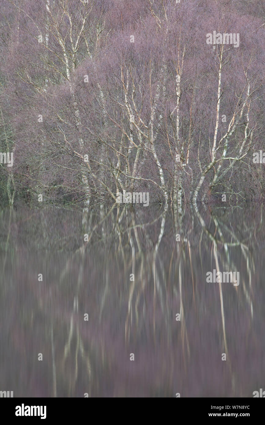 Scieries de reflets dans les eaux de la rivière Spey, en Écosse, décembre. Banque D'Images