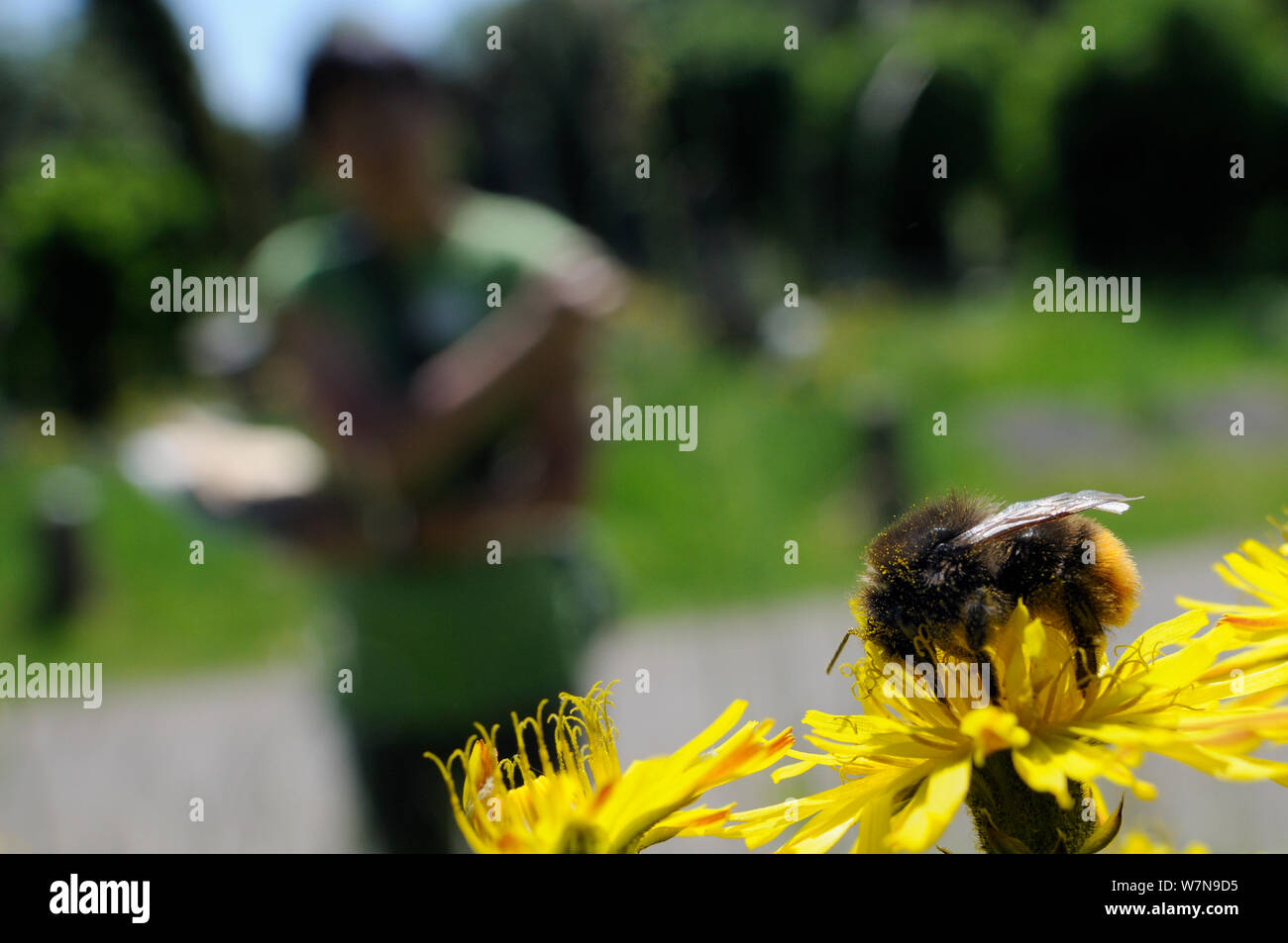 Bioblitz à queue d'observation bénévole bourdon (Bombus lapidarius) se nourrissant de Sowerby (Crepis versicaria hawksbeard) au cours d'Arnos Vale Cemetery Bioblitz, Bristol, UK, mai 2012 Parution du modèle. Banque D'Images