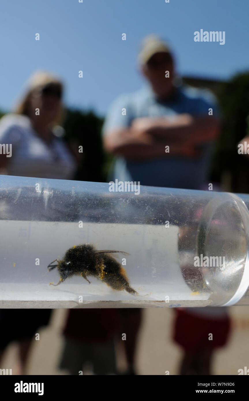 Red-tailed bourdon (Bombus lapidarius) dans la collecte de tube montré aux membres du public au cours d'Arnos Vale Cemetery Bioblitz, Bristol, UK, Mai 2012 Banque D'Images