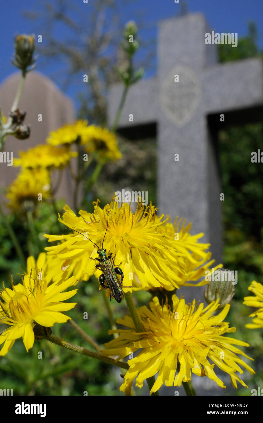 D'épaisseur de fleurs à pattes enflées-thighed / beetle beetle (Oedemera nobilis) trouvés se nourrissant de Sowerby (hawksbeard Crepis vesicaria) lors de fleurs d'Arnos Vale Cemetery Bioblitz, avec croix en pierre et tombe en arrière-plan, Bristol, UK, Mai 2012 Banque D'Images