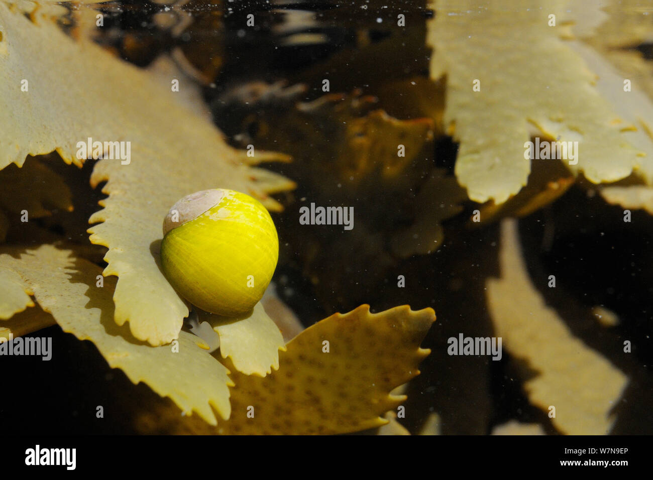 (Littorina obtusata bigorneau Télévision / Littorina littoralis) sur crémaillère (Fucus serratus) submergée à marée moyenne, près de Falmouth, Cornwall, UK, août. Banque D'Images