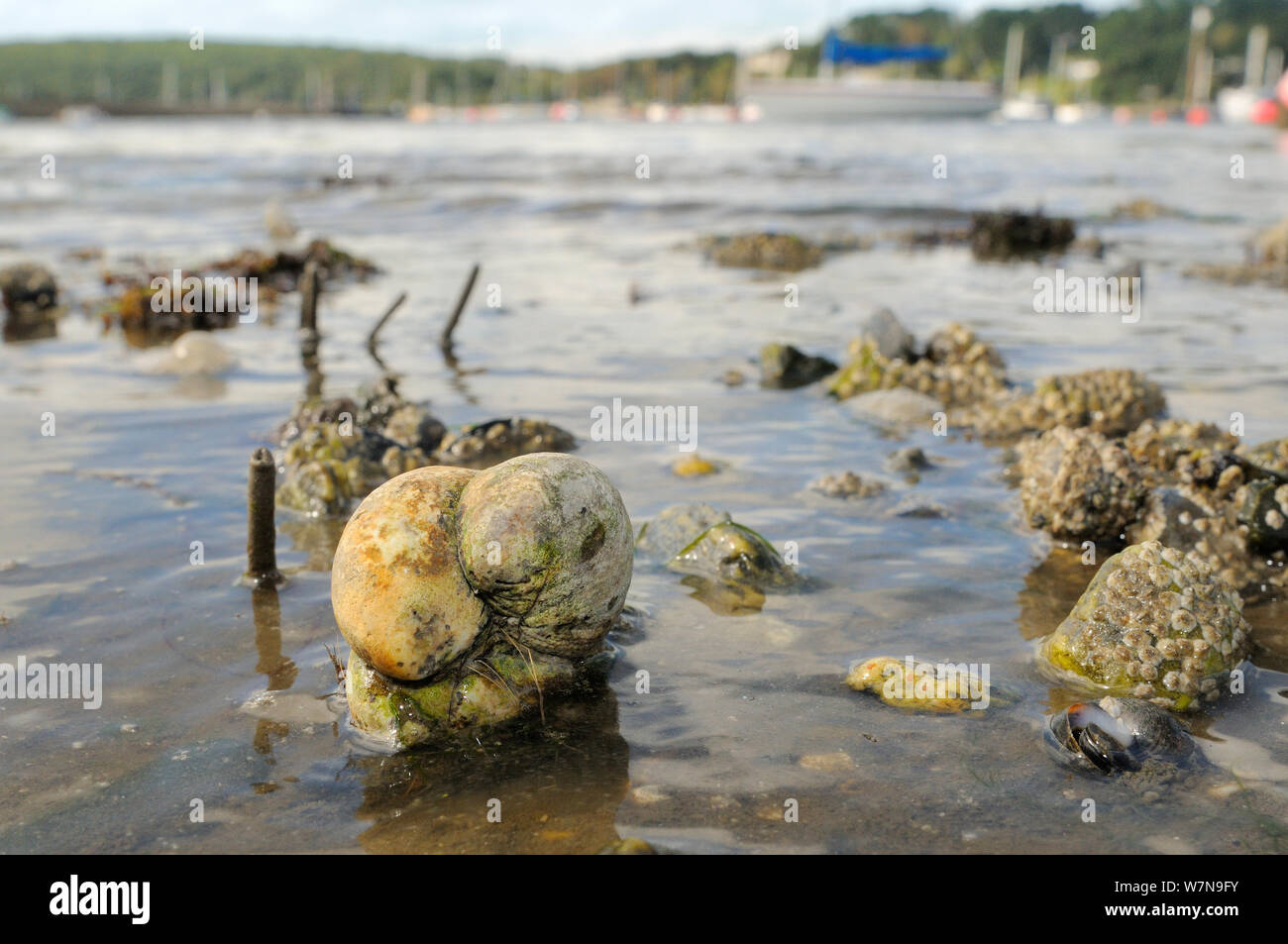 Groupe d'American slipper patelles (Crepidula fornicata), espèces envahissantes d'huîtres en Europe, empilées l'une sur l'autre dans les vasières près de Balane commune incrusté de moules (Mytilus edulis) et les tubes de vers (Peacock Sabella pavonina), avec les bateaux amarrés à l'arrière-plan, la rivière Helford, Helford, Cornwall, UK, août. Banque D'Images