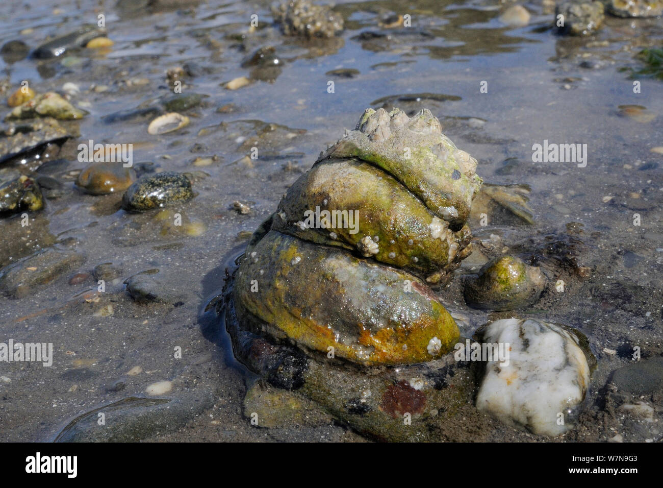 Trois Américains slipper (Crepidula fornicata patelles), espèces envahissantes d'huîtres en Europe, empilées l'une sur l'autre sur les vasières de la rivière Helford, Helford, Cornwall, UK, août. Banque D'Images