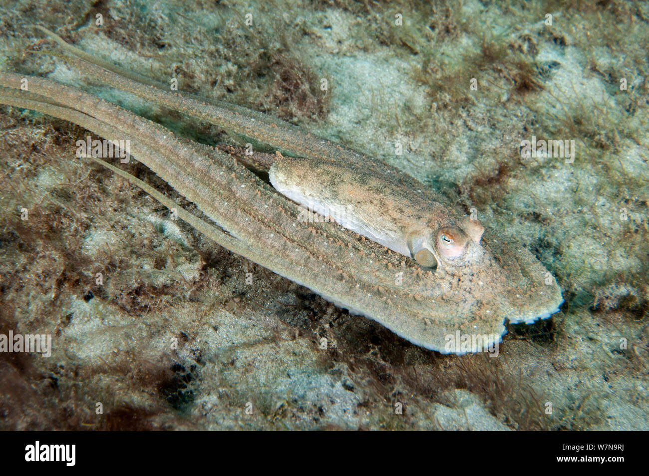 Bras long de l'Atlantique un poulpe (Octopus defilippi) Nager en travers les fonds marins. Il s'agit d'une posture typique de natation pour bras long le poulpe, mais il a été suggéré qu'à l'instar d'un seul toxique dans le poulpe mimic, West Palm Beach, Florida, USA Banque D'Images