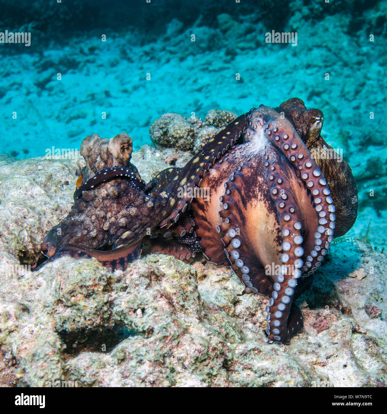 Récif commun / jour les pieuvres (Octopus cyanea) courtiser. L'homme, sur le droit, l'élevage est en place et montrant sa bouche et les tentacules, tout en maintenant le contact avec la femelle. Il s'agit d'un comportement rare et peut-être une démonstration de force à dominance/disuade rival. Îles Similan, la mer d'Andaman, Thaïlande Banque D'Images