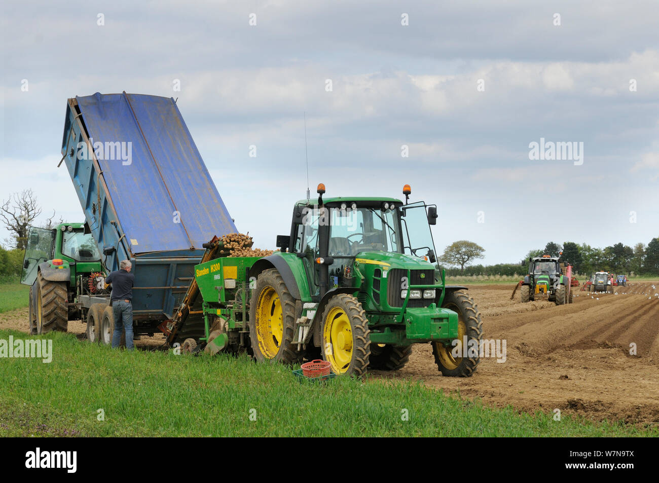 L'agriculture commerciale au Royaume-Uni, la culture des pommes de terre, le tracteur avec semoir de pommes de terre étant rempli à partir de la remorque, tracteurs avec cueillette de pierre machines dans la distance, Norfolk, UK, Mai Banque D'Images