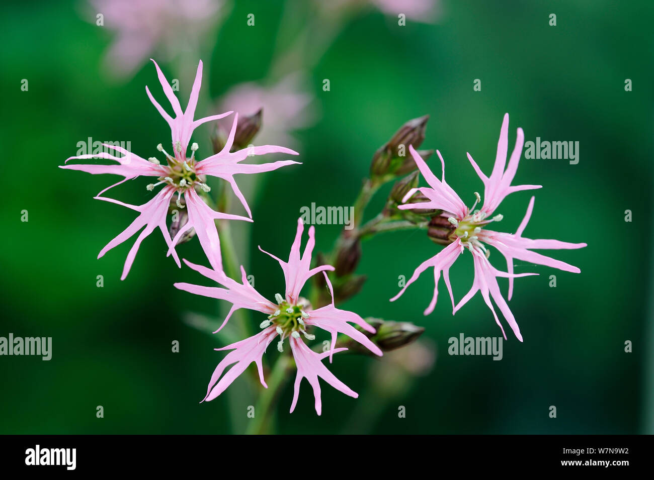 Ragged robin (Silene flos-cuculi) près de trois fleurs, Norfolk, UK, mai Banque D'Images